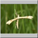 Platyptila gonodactyla - Federmotte 01.jpg